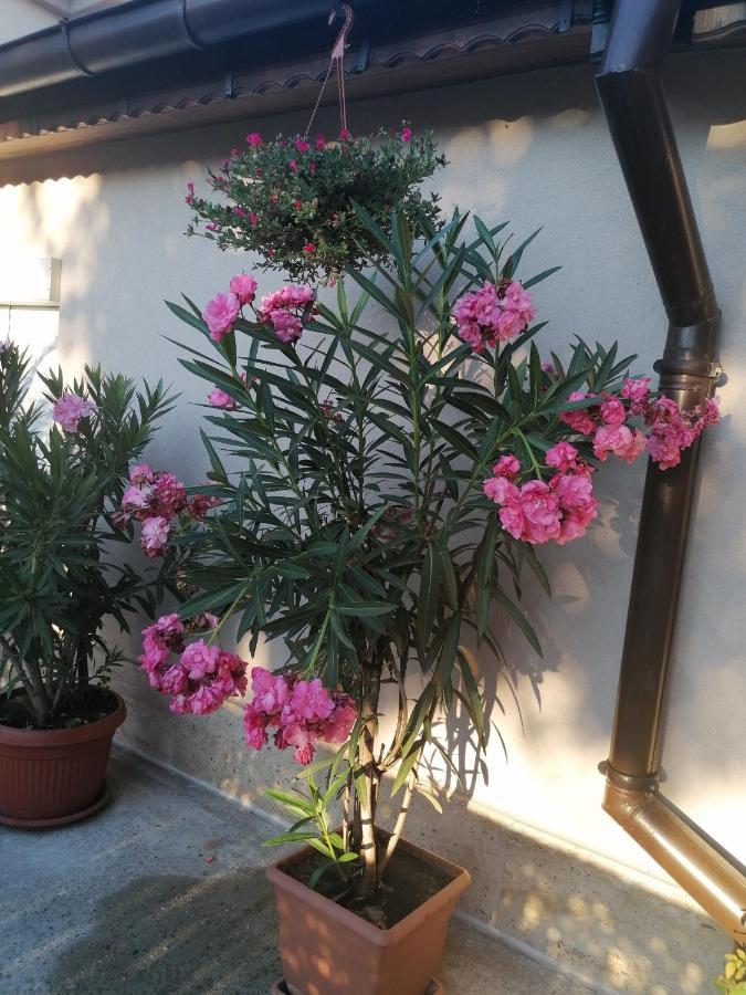 Villa Ros Guest House Svilengrad Bagian luar foto