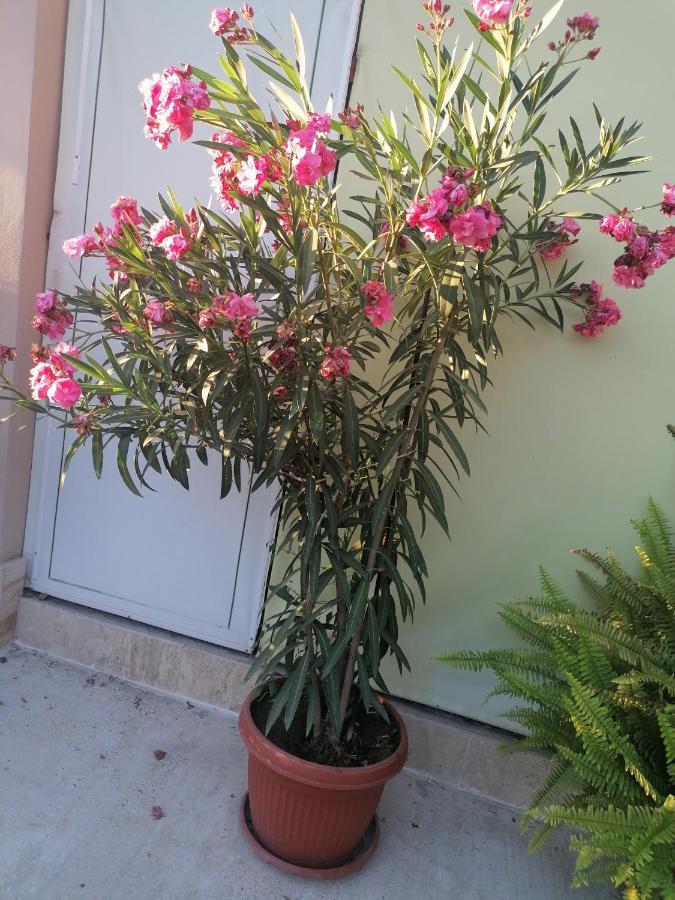 Villa Ros Guest House Svilengrad Bagian luar foto
